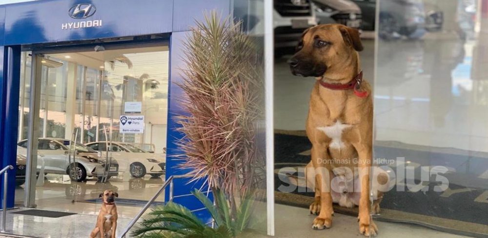 Hari-hari datang ‘Berjaga’, Hyundai lantik seekor anjing jadi pekerja