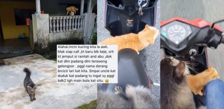 [VIDEO] Berjalan tak ingat jalan balik rumah, pemilik kucing ini terpaksa jemput 'mereka' pulang