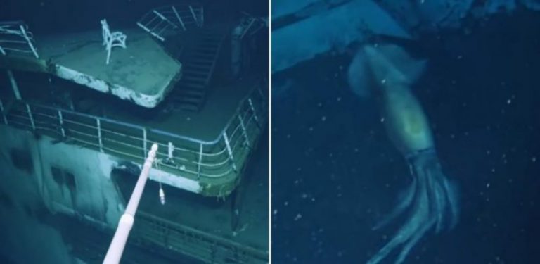 Sotong besar dari manusia ditemui dalam pencarian bangkai kapal karam