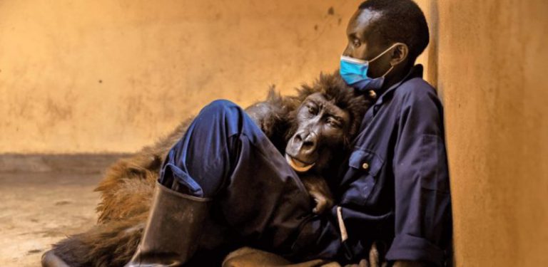 Gorila pernah viral kerana swafoto, mati dalam pelukan penjaga