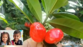 Disangka buah epal, dua beradik maut selepas makan buah beracun berwarna merah di kebun nenek sendiri
