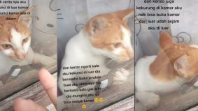 [VIDEO]'Pintarnya si Oyen'- Kucing buka kunci jendela raih perhatian, 6.6 juta tontonan