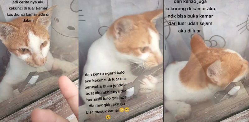 [VIDEO]'Pintarnya si Oyen'- Kucing buka kunci jendela raih perhatian, 6.6 juta tontonan