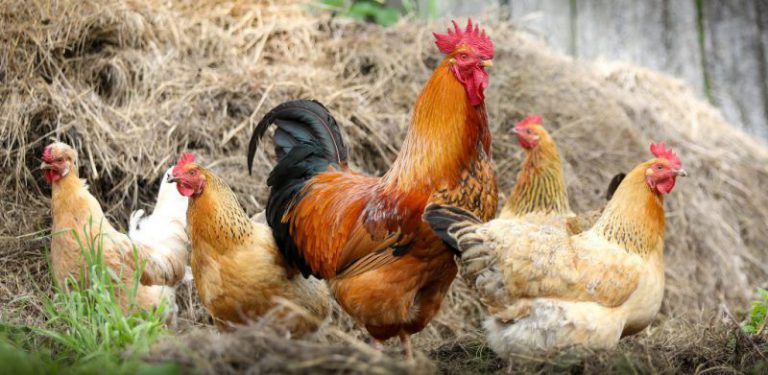 Gara-gara muzik terlampau kuat, 63 ekor ayam mati akibat serangan jantung. Ayam pun lemah semangat ya!