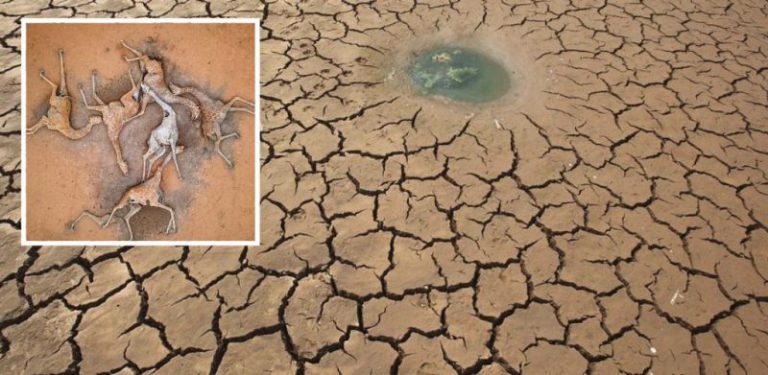 Foto bangkai zirafah baring tersangkut dalam lumpur menyayat hati, kemarau di Afrika ragut nyawa hidupan liar