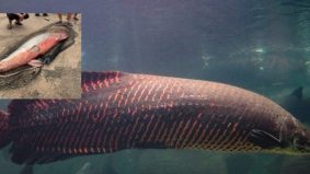 Arapaima, ikan air tawar terbesar di dunia ganggu ekosistem ikan tempatan, berikut 23 spesies ikan 'alien' lain
