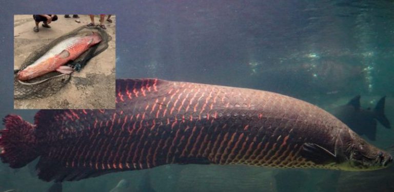 Arapaima, ikan air tawar terbesar di dunia ganggu ekosistem ikan tempatan, berikut 23 spesies ikan 'alien' lain