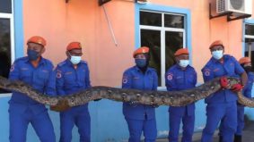 Ular Sawa 250kg, 100kg ala Anaconda ditemui di Terengganu, berikut 8 fakta berkaitan