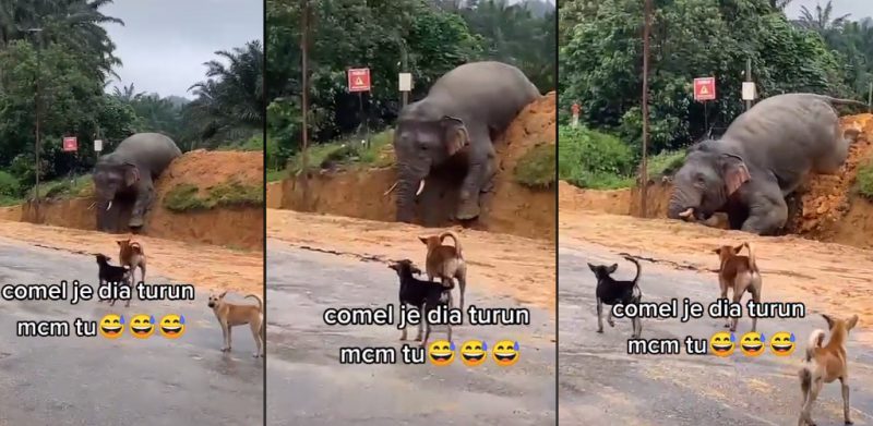 [VIDEO]Gajah gelongsor comel turun dari timbunan tanah raih jutaan tontonan