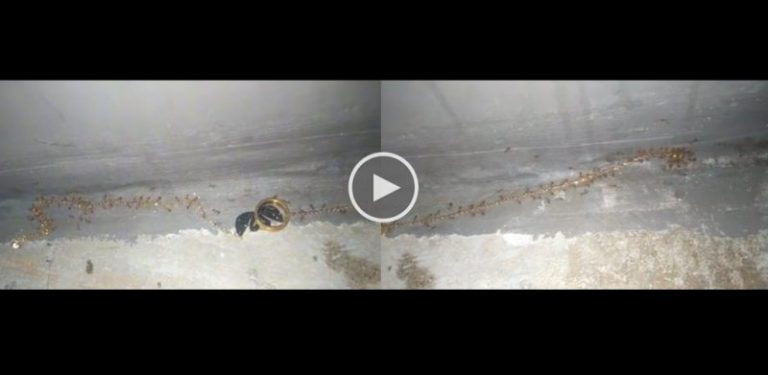 [VIDEO]Semut kantoi bawa lari rantai emas jadi perhatian, ramai terhibur
