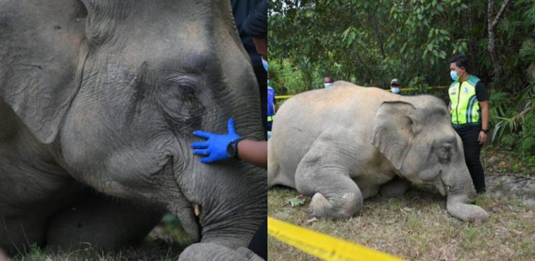 Ada kesan darah bersama najis, gajah betina mati terduduk di Padang Terap
