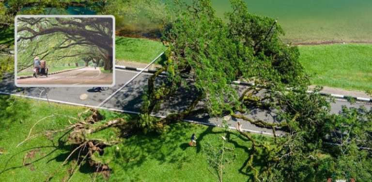 135 tahun megah berdiri akhirnya rebah ke bumi, pokok ikon Taman Tasik Taiping tumbang dipukul ribut