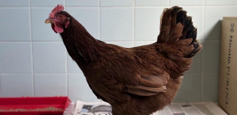 Seekor ayam ditahan selepas terlepas masuk ke kawasan larangan, Pentagon, AS. Benarkah ayam itu 'pengintip'?