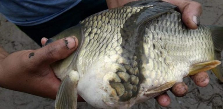 Ikan kap dua badan satu kepala, penemuan 'rare' lelaki ini menjadi sensasi di media sosial
