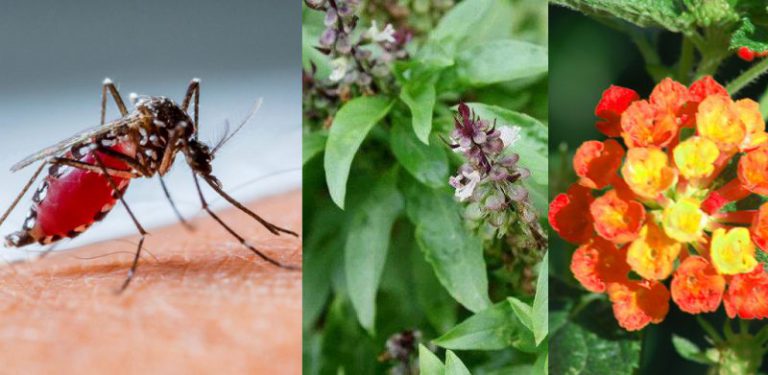 Elak tanam keladi, ini 7 pokok boleh halau nyamuk wajib ada di rumah